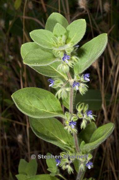 trichostema oblongum 1 graphic